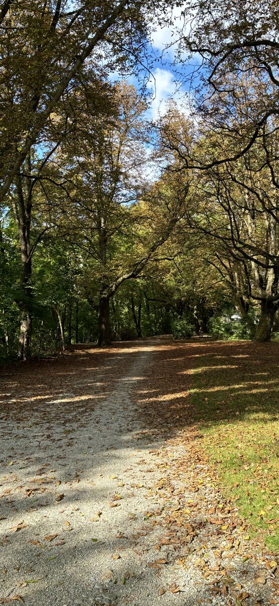 Autumn path through a park